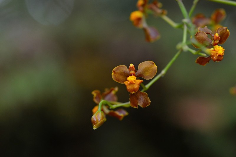 Cyrtochilum flexuosum photo 2