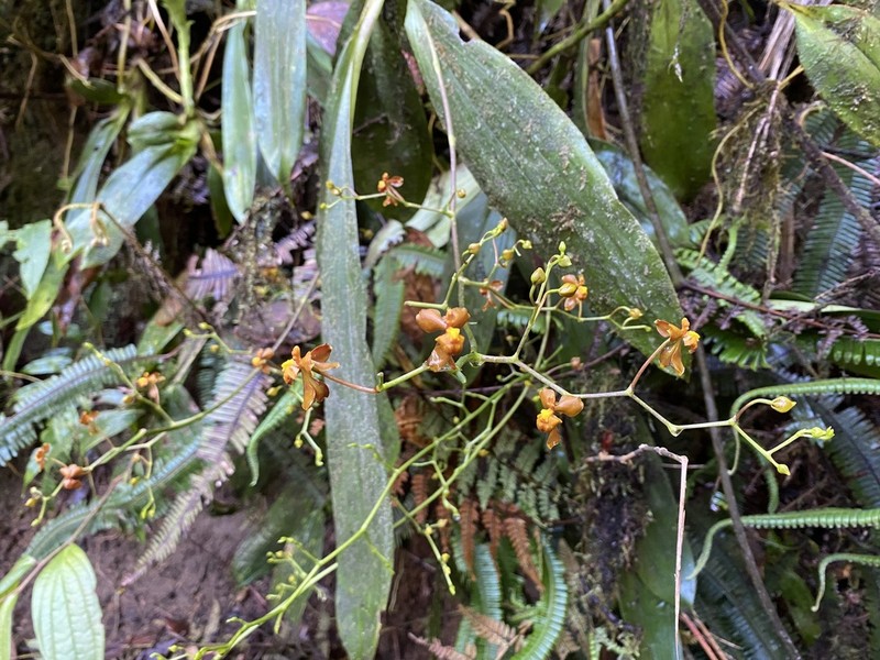 Cyrtochilum flexuosum photo 3