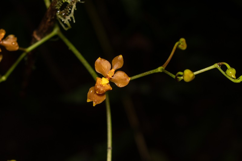 Cyrtochilum flexuosum photo 4