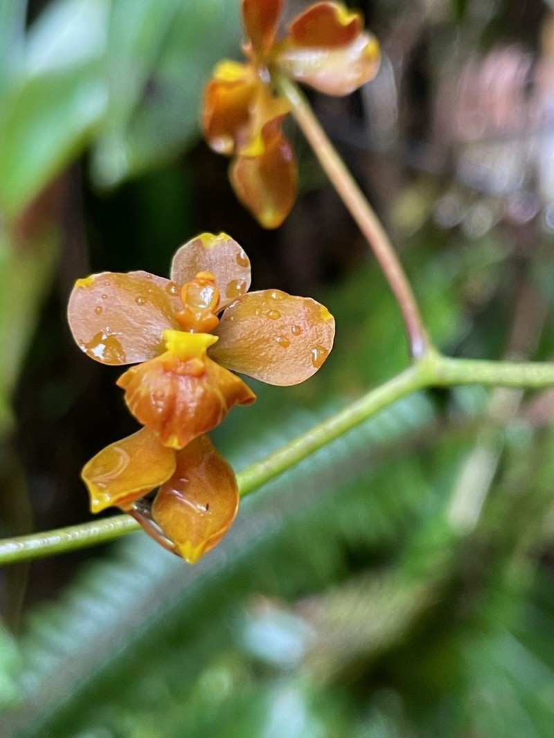 Cyrtochilum flexuosum photo 5