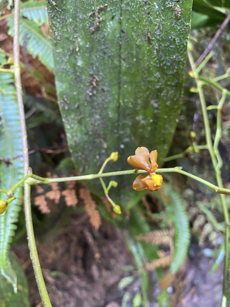 Cyrtochilum flexuosum photo 6