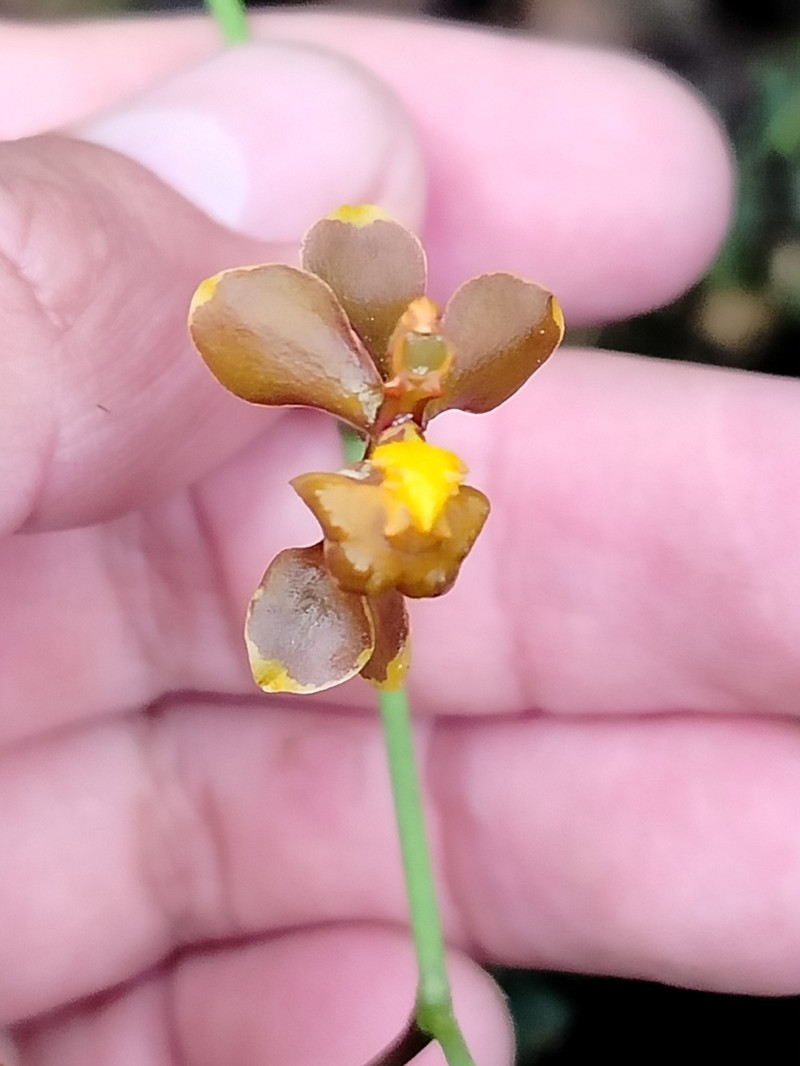 Cyrtochilum flexuosum photo 7