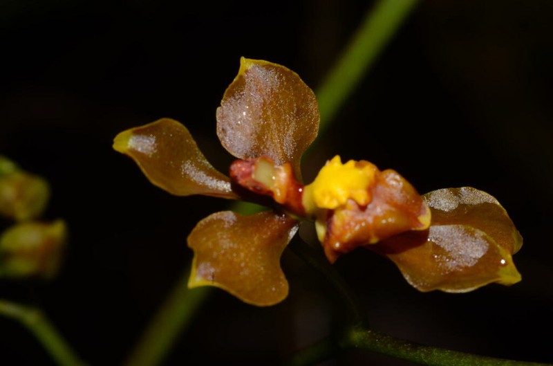 Cyrtochilum flexuosum photo 8