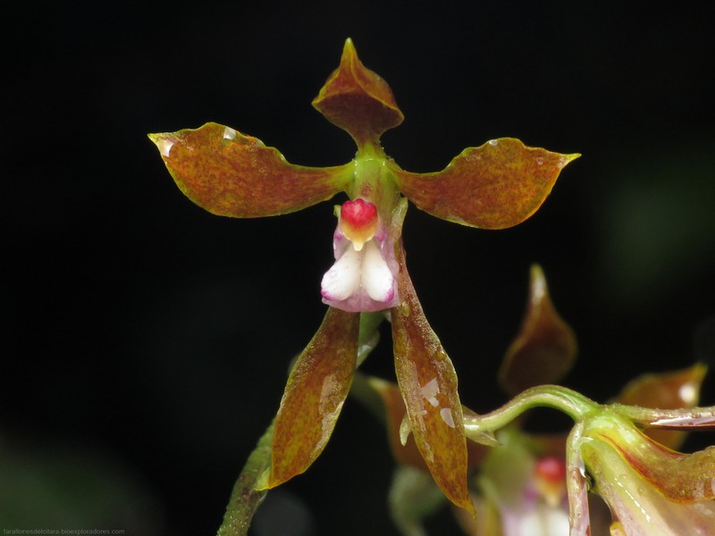 Cyrtochilum funis
