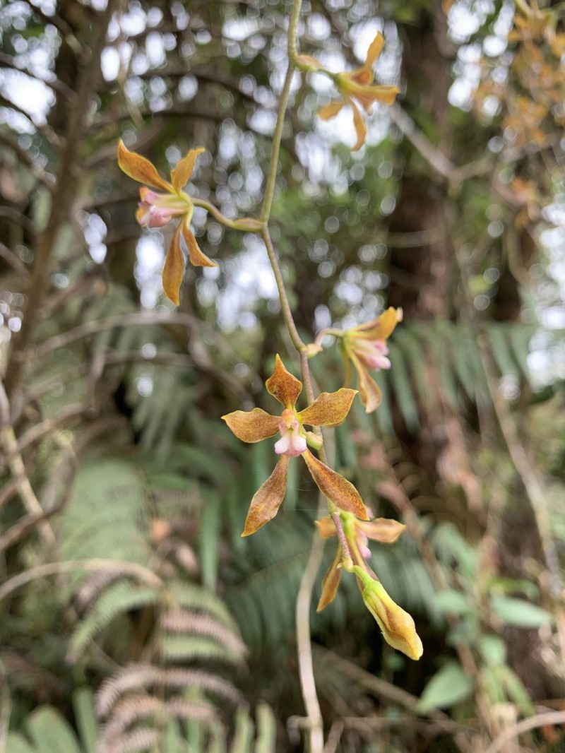 Cyrtochilum funis photo 2