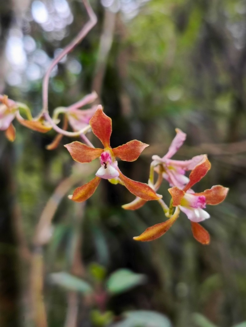 Cyrtochilum funis photo 3