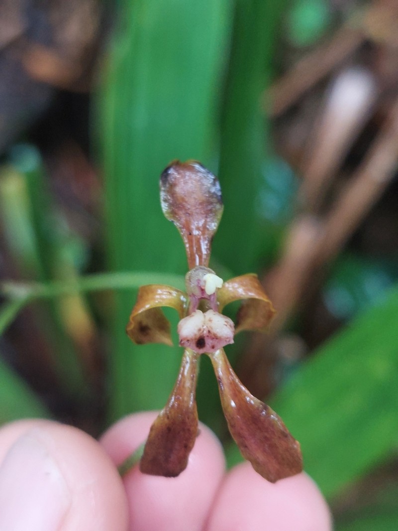 Cyrtochilum funis photo 4