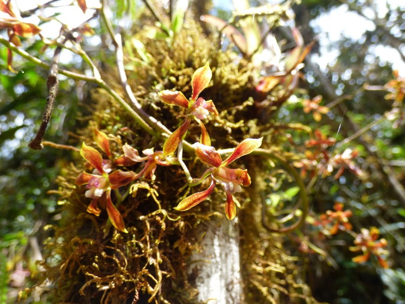 Cyrtochilum funis photo 5