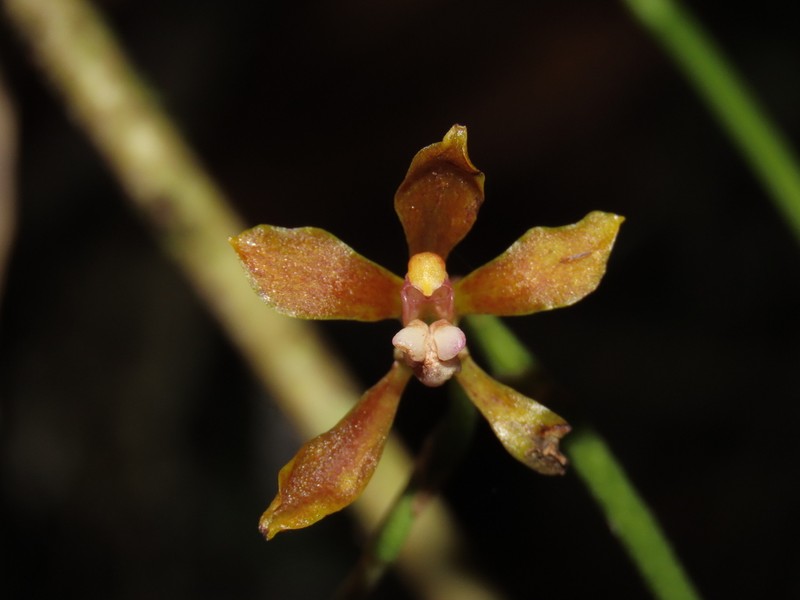 Cyrtochilum funis photo 6