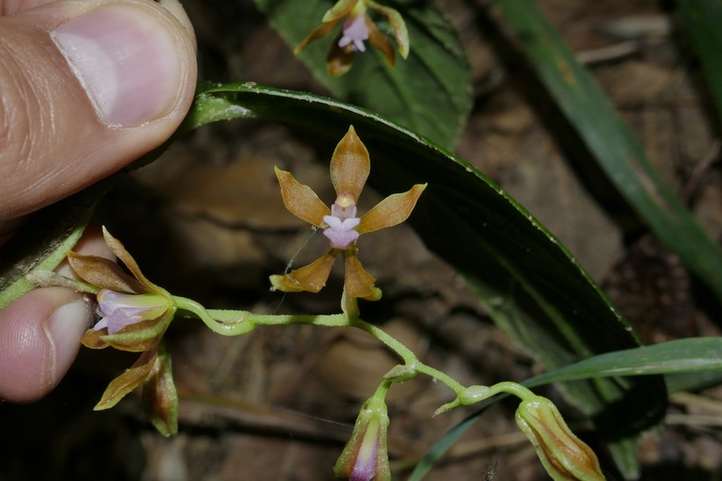 Cyrtochilum funis photo 7