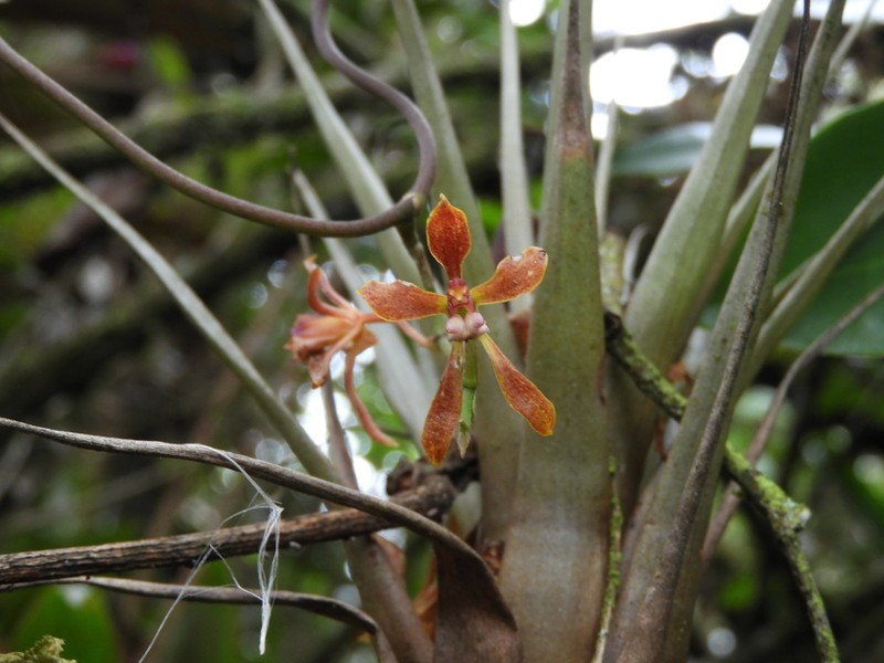 Cyrtochilum funis photo 8