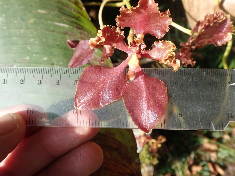 Cyrtochilum gargantua