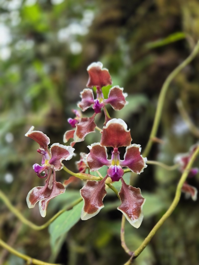 Cyrtochilum geniculatum