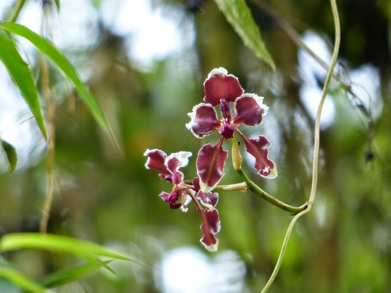 Cyrtochilum geniculatum photo 2