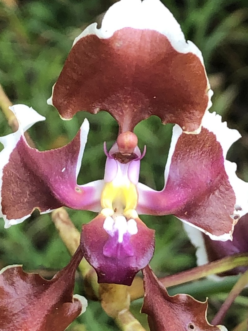 Cyrtochilum geniculatum photo 3