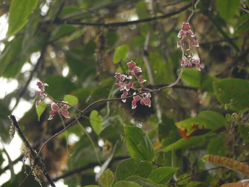 Cyrtochilum geniculatum photo 4