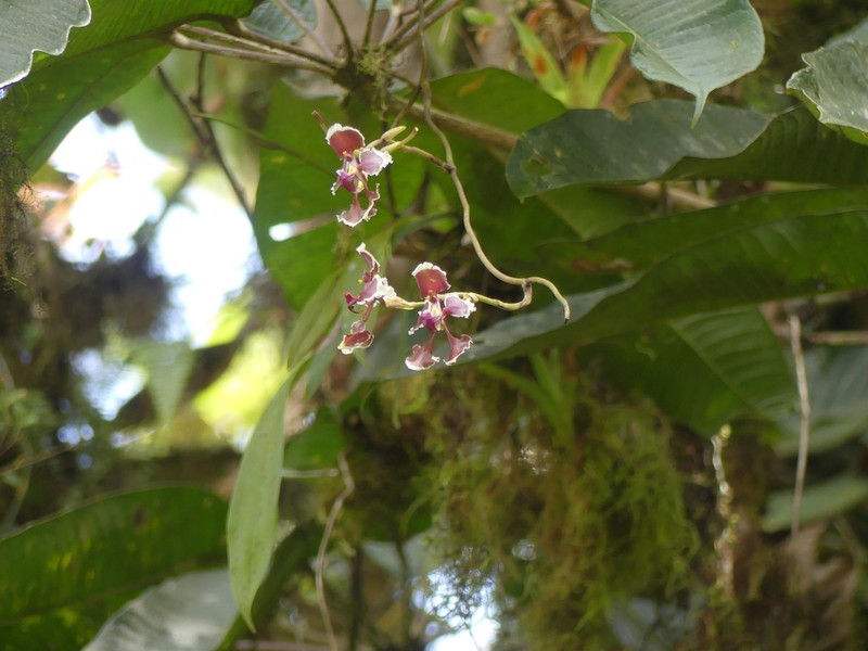 Cyrtochilum geniculatum photo 5