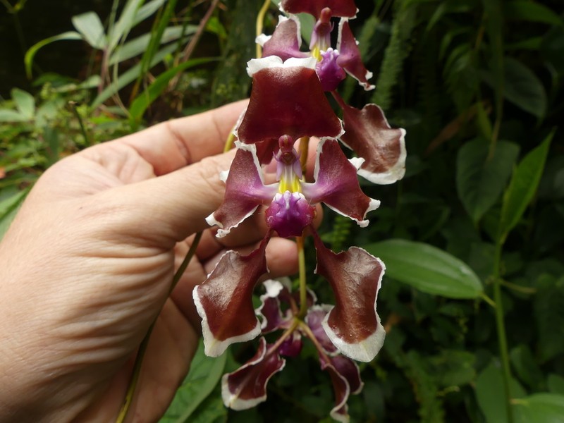 Cyrtochilum geniculatum photo 6