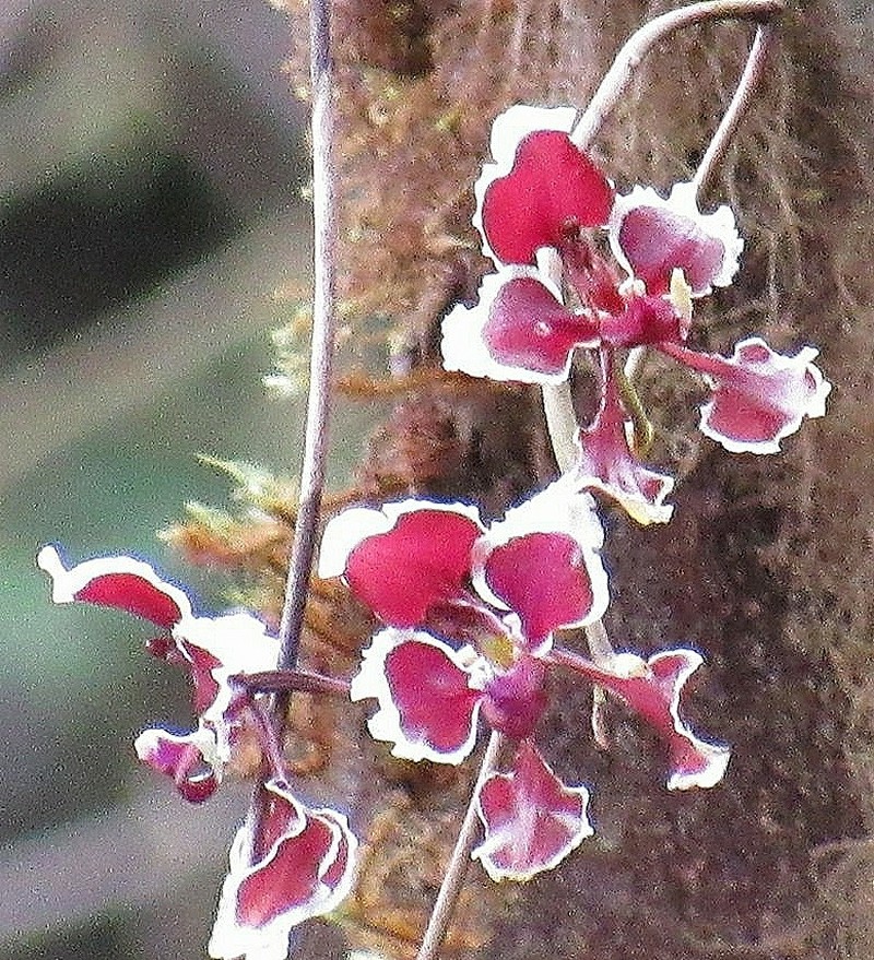 Cyrtochilum geniculatum photo 7