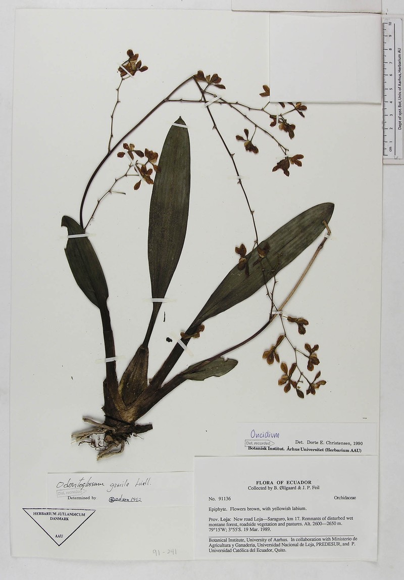 Cyrtochilum gracile