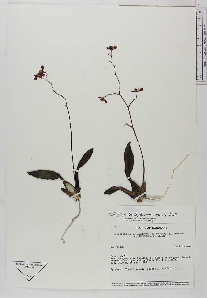 Cyrtochilum gracile photo 2