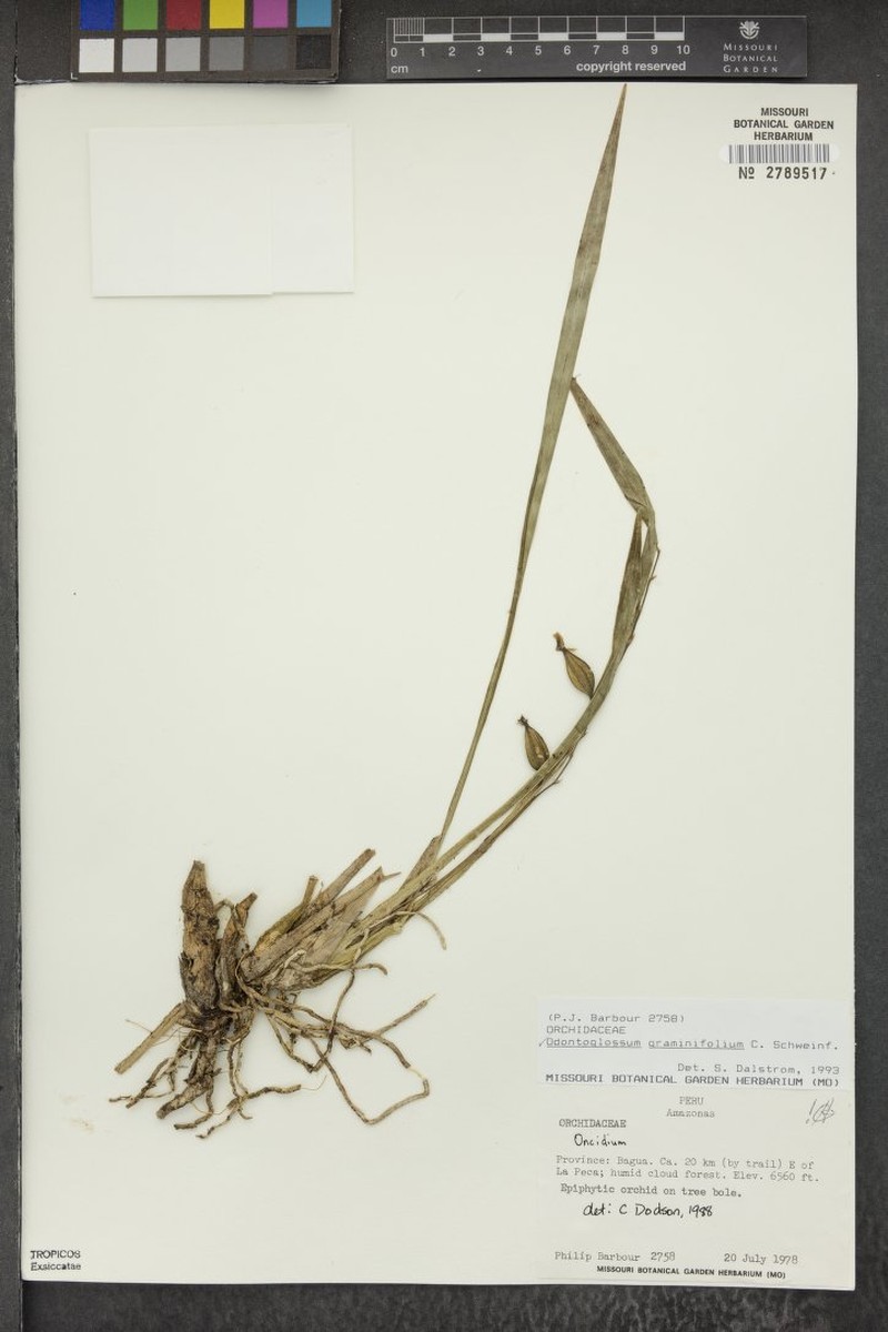 Cyrtochilum graminoides