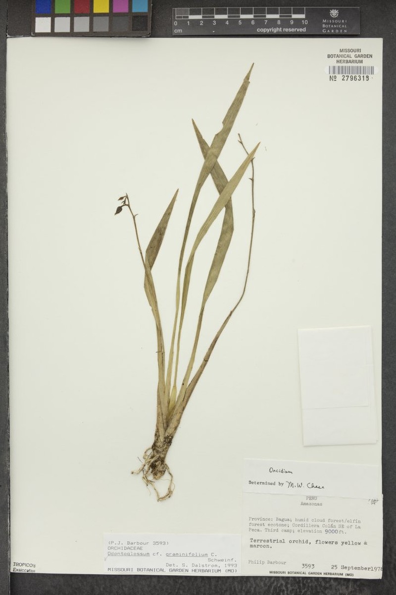 Cyrtochilum graminoides photo 2