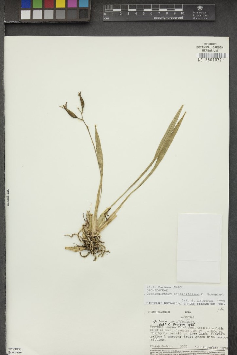 Cyrtochilum graminoides photo 3