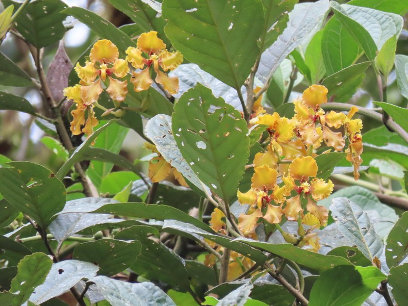 Cyrtochilum grandiflorum