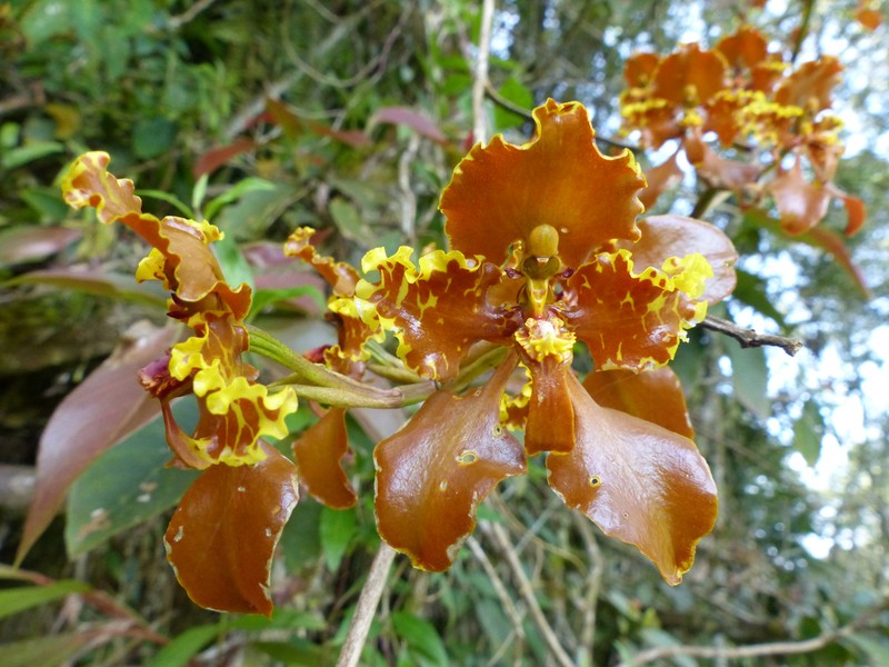 Cyrtochilum grandiflorum photo 2