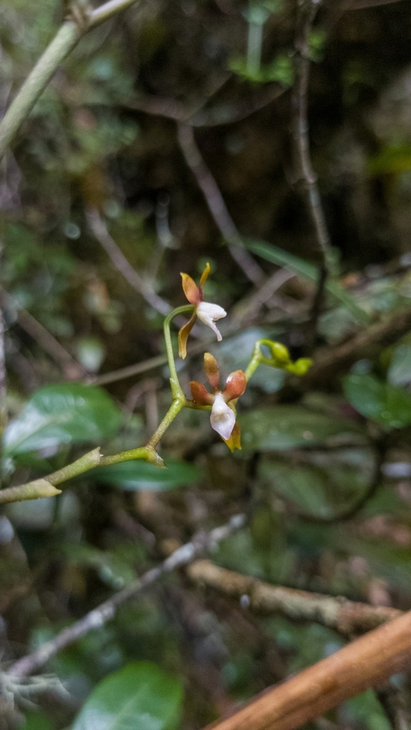 Cyrtochilum guavianum