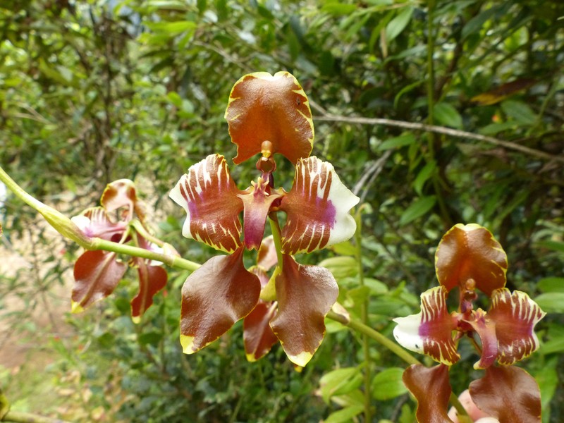 Cyrtochilum halteratum