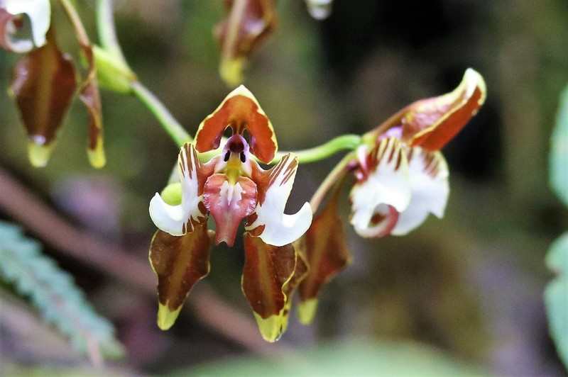Cyrtochilum halteratum photo 2