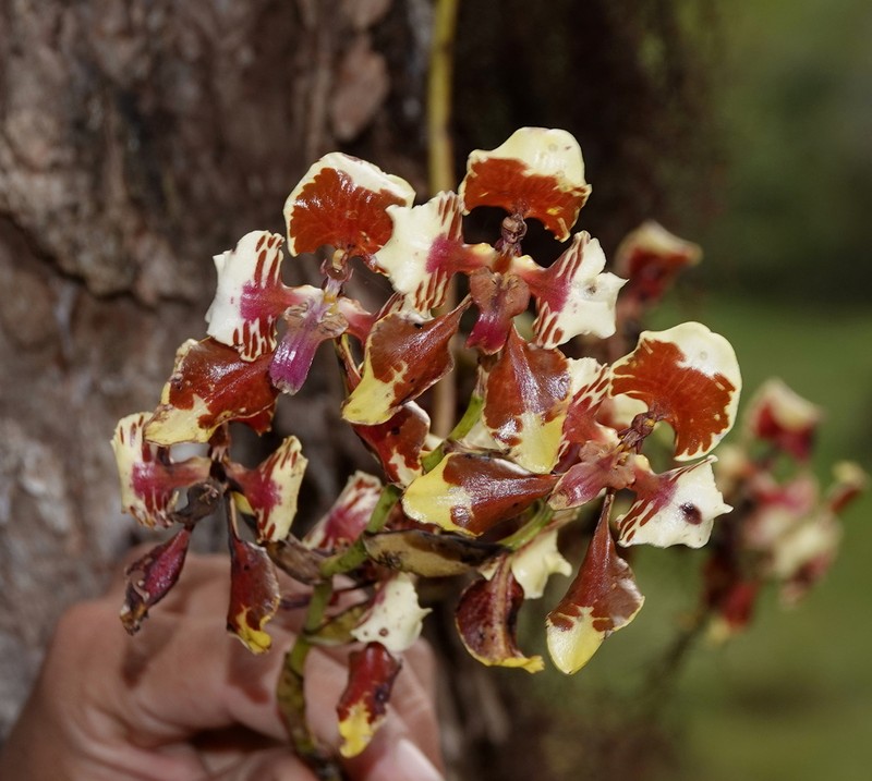 Cyrtochilum halteratum photo 3