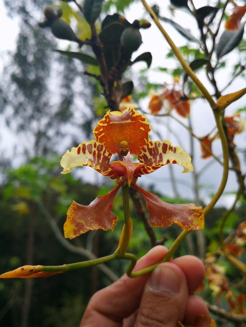 Cyrtochilum halteratum photo 4