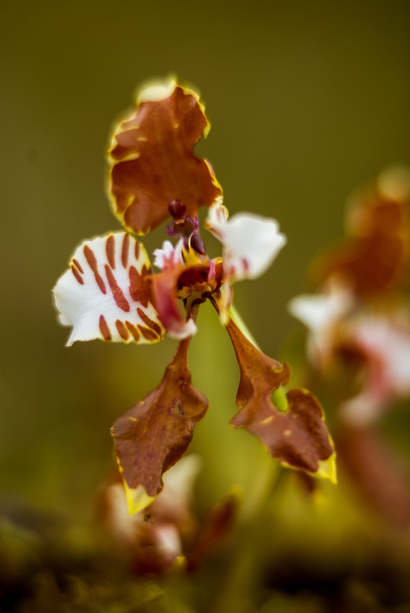 Cyrtochilum halteratum photo 5