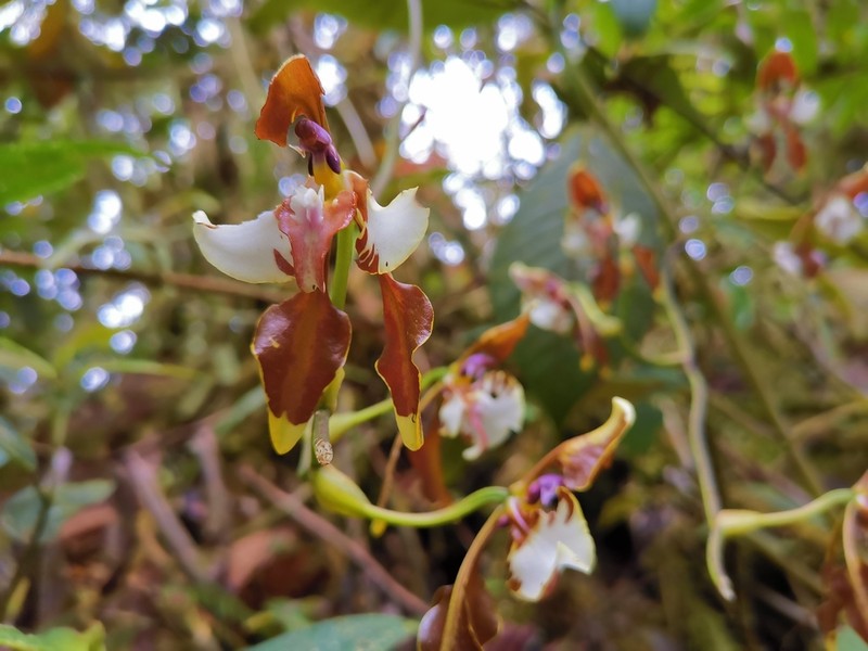 Cyrtochilum halteratum photo 6