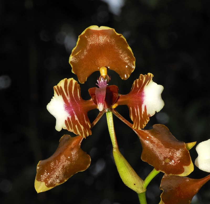 Cyrtochilum halteratum photo 7