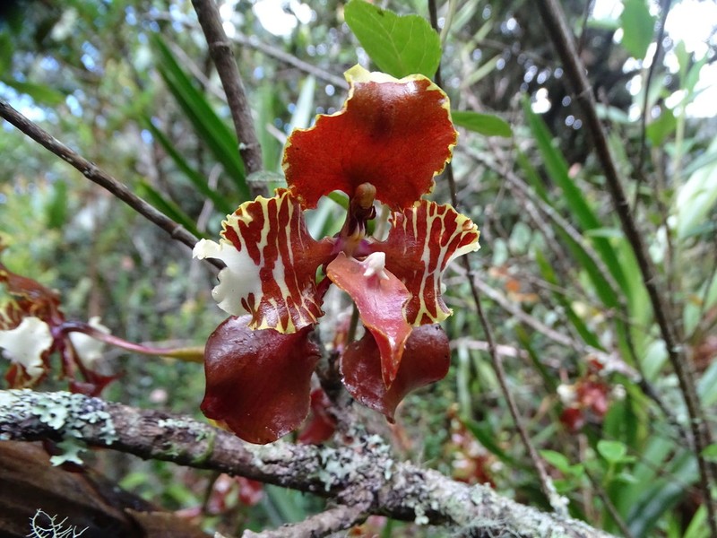 Cyrtochilum halteratum photo 8