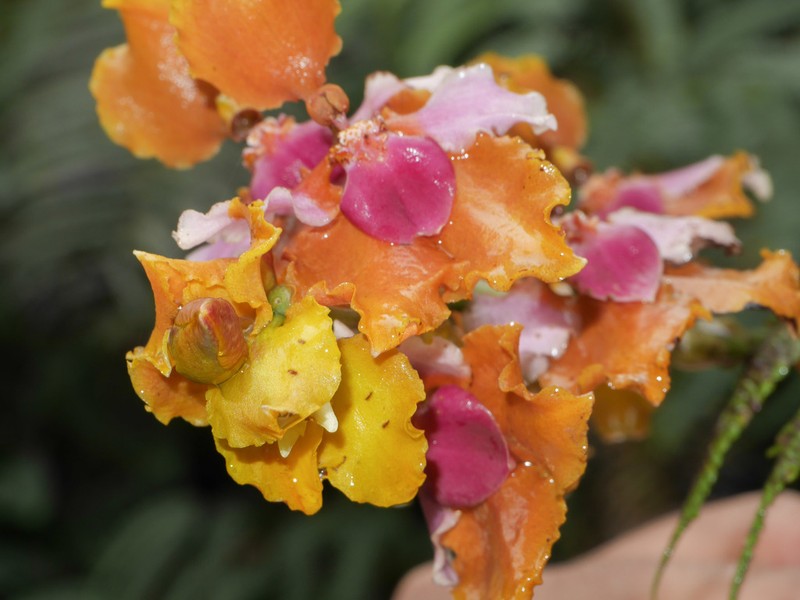 Cyrtochilum incarum