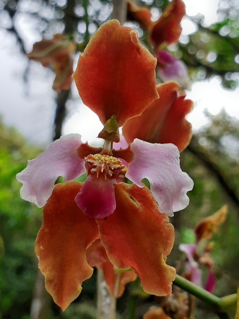 Cyrtochilum incarum photo 2