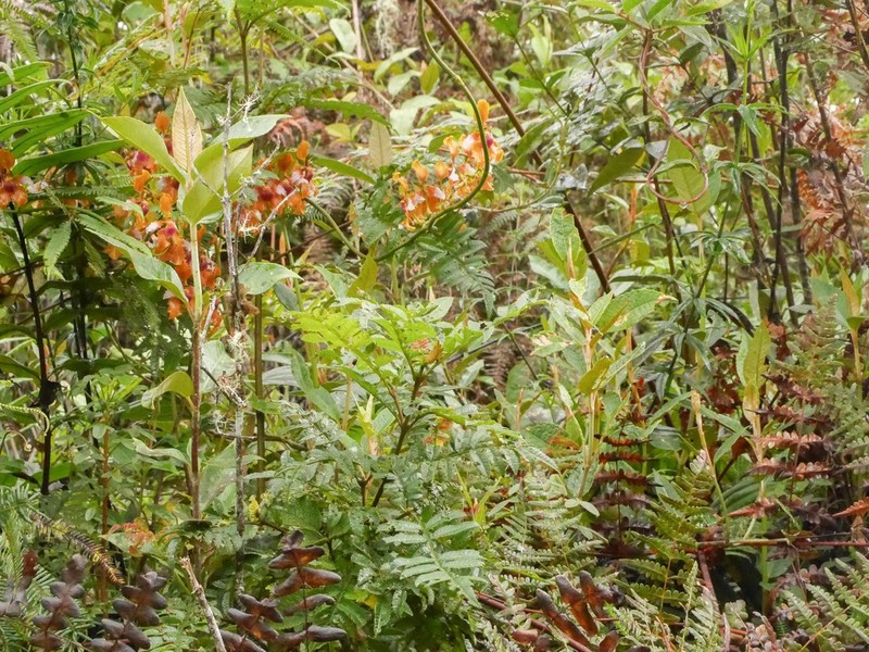 Cyrtochilum incarum photo 3