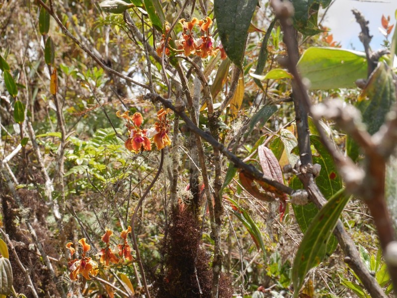 Cyrtochilum incarum photo 4