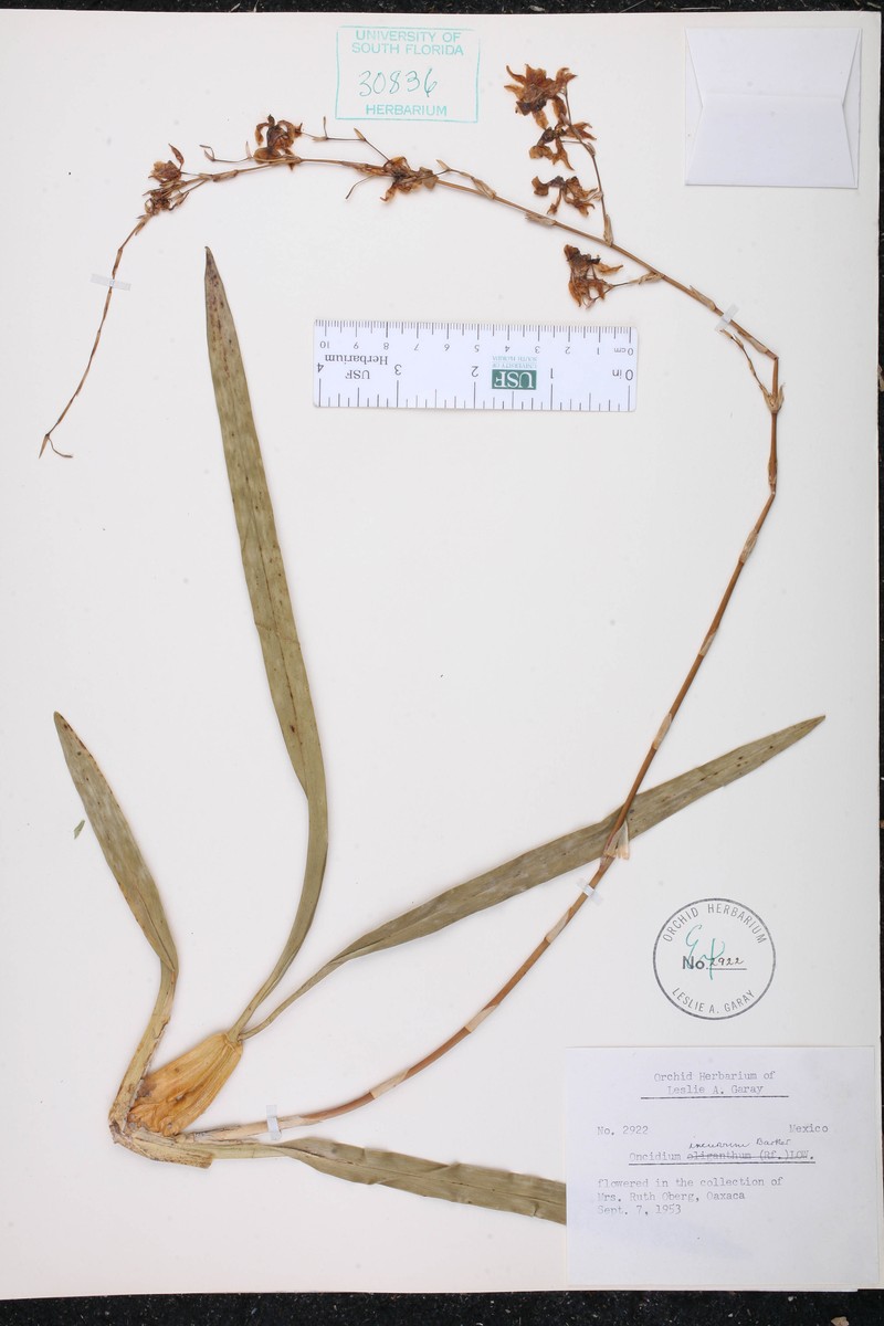 Cyrtochilum incarum photo 5