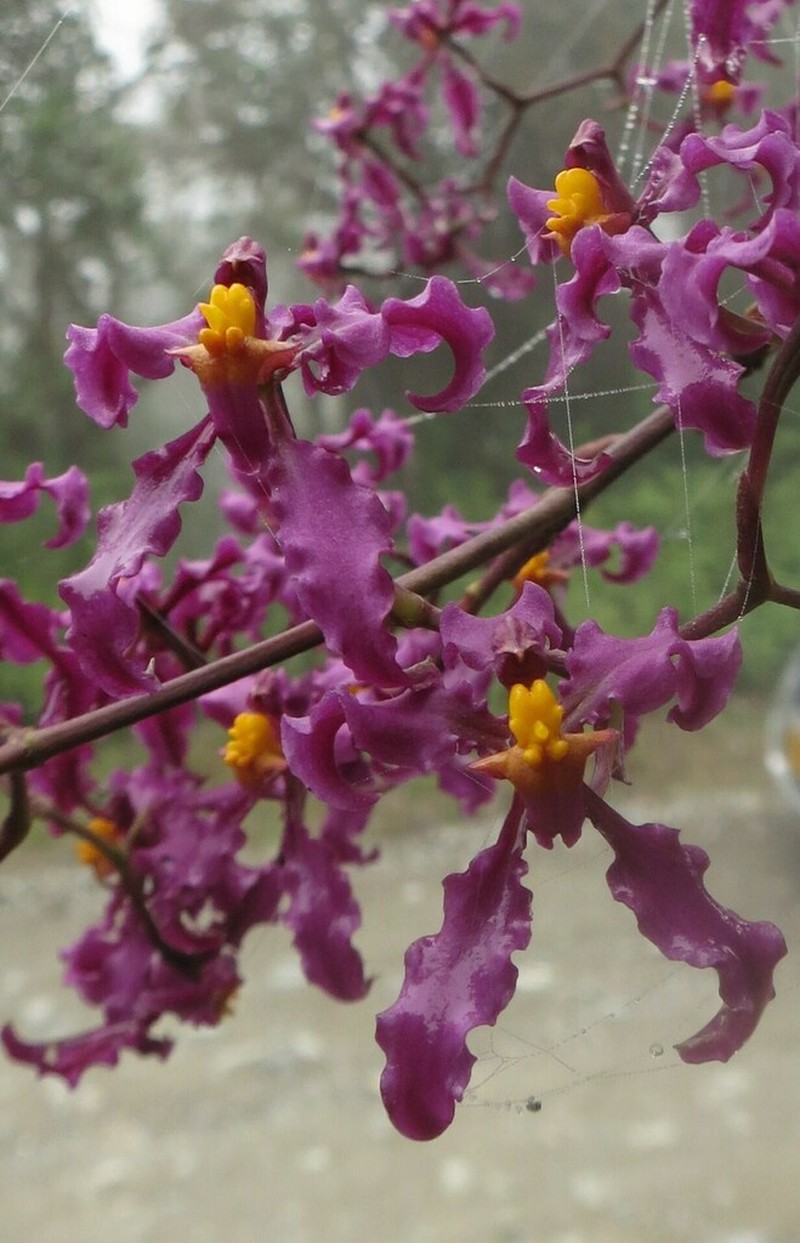 Cyrtochilum ioplocon
