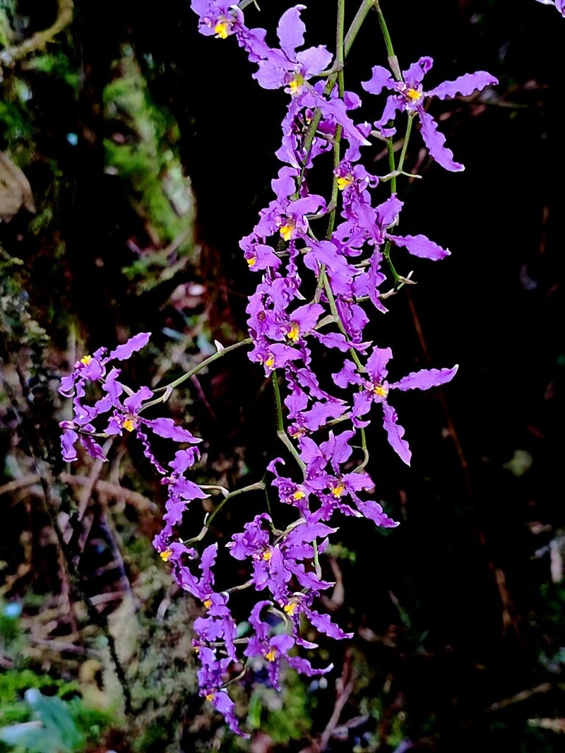 Cyrtochilum ioplocon photo 2
