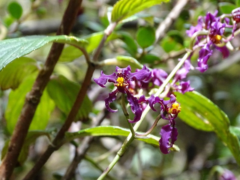 Cyrtochilum ioplocon photo 3
