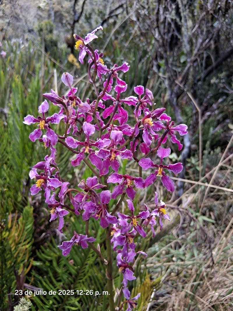 Cyrtochilum ioplocon photo 4