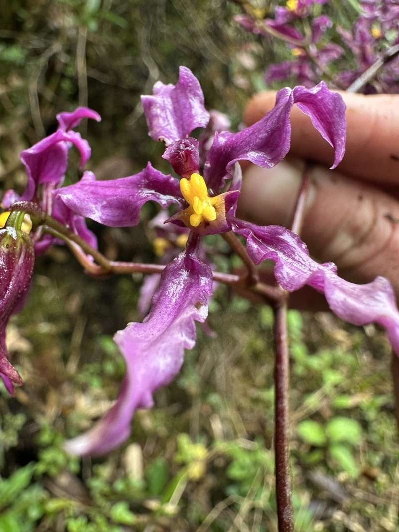 Cyrtochilum ioplocon photo 5
