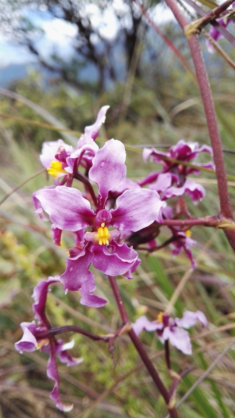 Cyrtochilum ioplocon photo 6